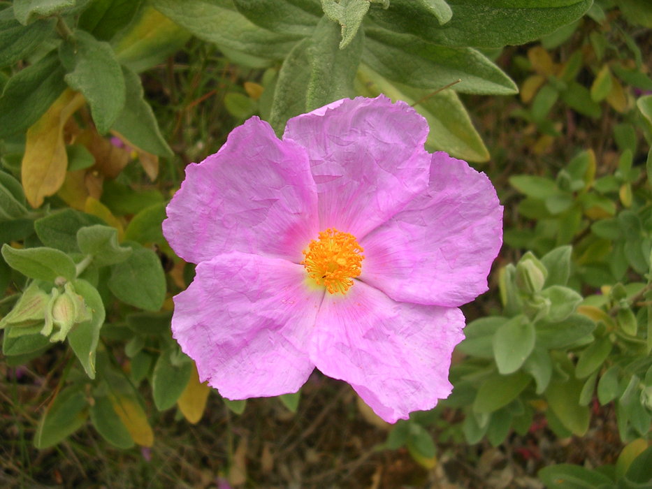 Blume am Wegesrand